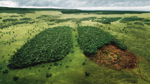 deforestation FR