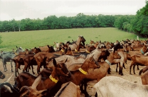 goat farming