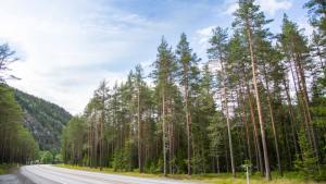 Pine forest in Norway