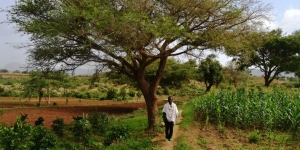 Abreha We Atsbeha - les orangers, avocatiers et manguiers sont bien a l'ombre grace a un acacia special- Photo: lemonde.fr