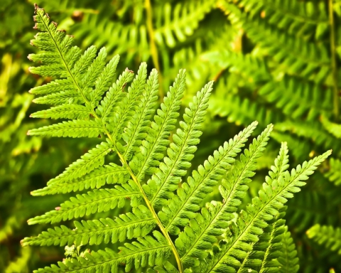 fern-nature-green-plant-large