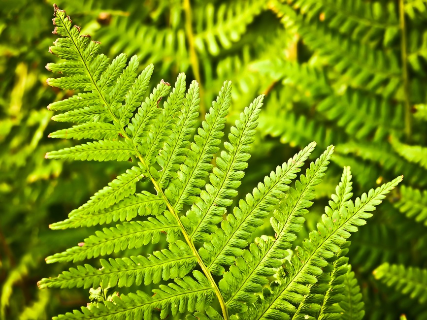 fern-nature-green-plant-large