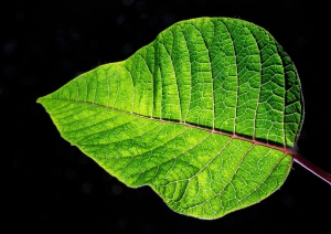 green-nature-leaf-73986-large