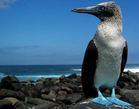 galapagos