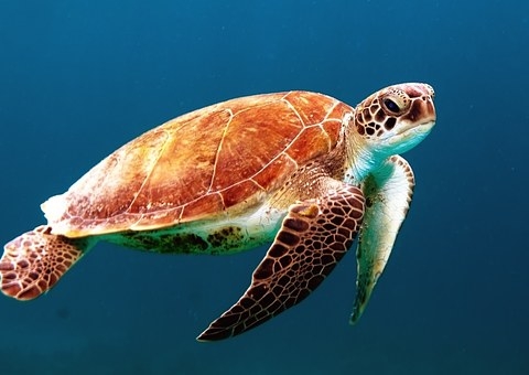 turtle-863336__340