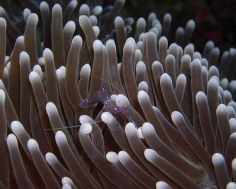 anemone-260011_960_720