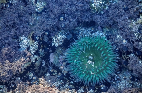 sea-anemone-1209209_960_720