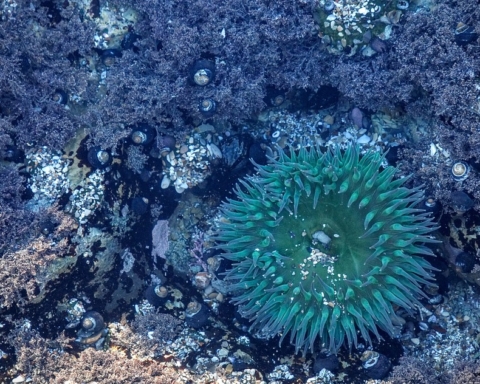 sea-anemone-1209209_960_720