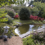 Pont passerelle en granit, Imperata cylindrica 'Red Dragon', Prunus incisa 'Kojo No Mai', Schoenoplectus