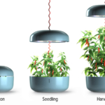 Plantui-Natural-Growth-Phases