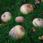 rotten apples-3