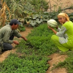 brachoua-permaculture-maroc