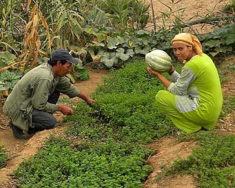 brachoua-permaculture-maroc