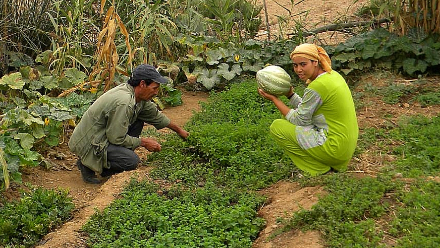 brachoua-permaculture-maroc